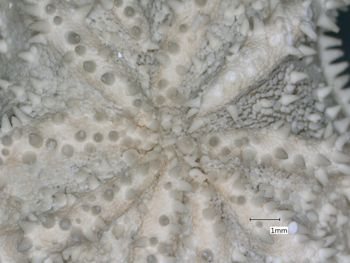 Media type: image; Invertebrate Zoology OPH-2795